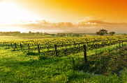 Wine Country